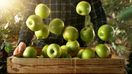 Closeup of Farmer Holding Wooden Crate with Falling Green Apples. - 765867589