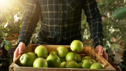 Closeup of Farmer Holding Wooden Crate with Green Apples.