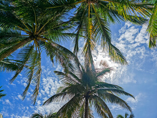 Fototapeta na wymiar Romantic Caribbean sandy beach with palm trees, turquoise sea. Morning landscape shot at sunrise at Plage de Bois Jolan, Guadeloupe, French Antilles