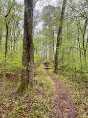 Hiking path in the woods in spring