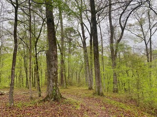 Hiking path in the woods with new spring leaves on trees