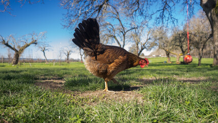 Red Hen Outside Early Spring Pecking Ground