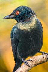 The Asian glossy starling (Aplonis panayensis) is a species of starling in the family Sturnidae