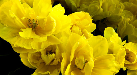 Daffodil Madness