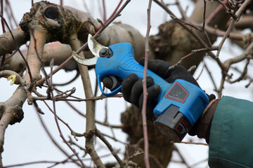 Winter pruning of apple tree agriculture concept . pruners with electric secateurs.