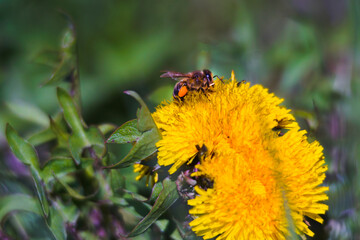 bee on yellow bright dandelion - 765870103