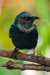 The Asian glossy starling (Aplonis panayensis) is a species of starling in the family Sturnidae