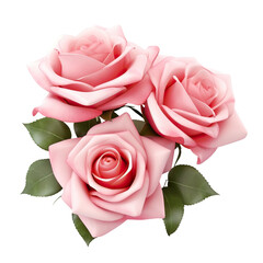 Three beautiful pink roses in full bloom, with soft petals and green leaves, cut out