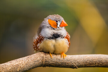 The zebra finches are two species of estrildid finch in the genus Taeniopygia found in Australia and Indonesia.