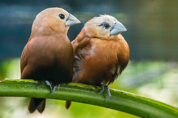 The white-headed munia (Lonchura maja) is a species of estrildid finch found in Teladan, Malaysia, Singapore, Thailand and Vietnam