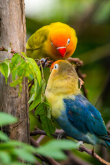 Fischer's lovebird (Agapornis fischeri) is a small parrot species of the genus Agapornis.