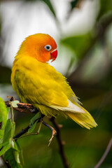 Fischer's lovebird (Agapornis fischeri) is a small parrot species of the genus Agapornis.