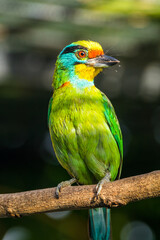 The red-throated barbet (Psilopogon mystacophanos) is a species of bird in the family Megalaimidae