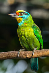 The red-throated barbet (Psilopogon mystacophanos) is a species of bird in the family Megalaimidae