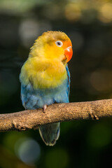 Fischer's lovebird (Agapornis fischeri) is a small parrot species of the genus Agapornis.