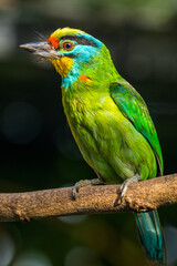 The red-throated barbet (Psilopogon mystacophanos) is a species of bird in the family Megalaimidae