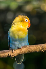 Fischer's lovebird (Agapornis fischeri) is a small parrot species of the genus Agapornis.