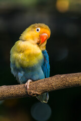 Fischer's lovebird (Agapornis fischeri) is a small parrot species of the genus Agapornis.