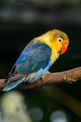 Fischer's lovebird (Agapornis fischeri) is a small parrot species of the genus Agapornis.