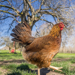 Red Hen Outside Early Spring 