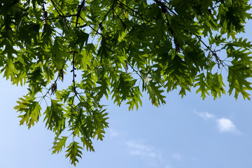 oak with green foliage in the spring season