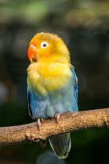 Fischer's lovebird (Agapornis fischeri) is a small parrot species of the genus Agapornis.