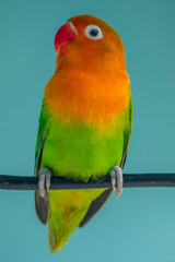 Fischer's lovebird (Agapornis fischeri) is a small parrot species of the genus Agapornis.