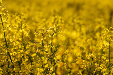 Obraz premium beautiful flowering field with yellow rapeseed flowers