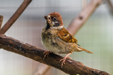 The Eurasian tree sparrow (Passer montanus) is a passerine bird in the sparrow family with a rich chestnut crown and nape and a black patch on each pure white cheek