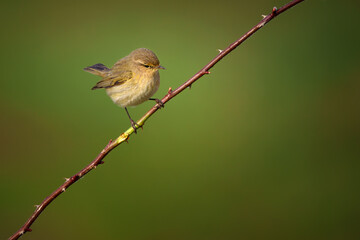 The common chiffchaff - Phylloscopus collybita, is a common and widespread leaf warbler which breeds in open woodlands