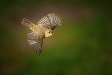 The common chiffchaff - Phylloscopus collybita, is a common and widespread leaf warbler which breeds in open woodlands