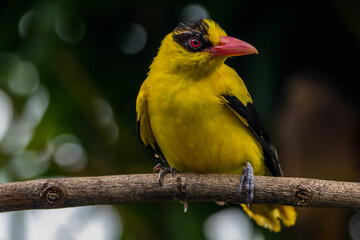 The black-naped oriole is medium-sized and overall golden with a strong pinkish bill and a broad...