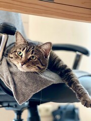 cute domestic cat lay down with his paw dangling on the chair in the home office. High quality photo