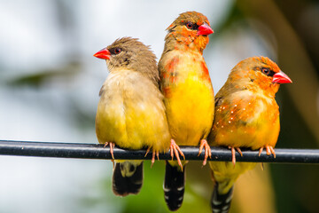 The red avadavat (Amandava amandava), red munia or strawberry finch, is a sparrow-sized bird of the family Estrildidae