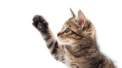 Obraz premium cat gives its paw to its owner, isolated on white background