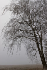 deciduous trees growing in winter in snow in cloudy weather