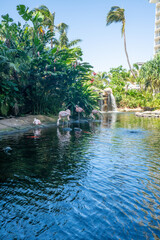 Fototapeta na wymiar Close up view of a group of flamingos in Maui, Hawaii