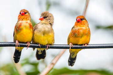 The red avadavat (Amandava amandava), red munia or strawberry finch, is a sparrow-sized bird of the...