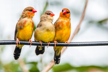 The red avadavat (Amandava amandava), red munia or strawberry finch, is a sparrow-sized bird of the family Estrildidae