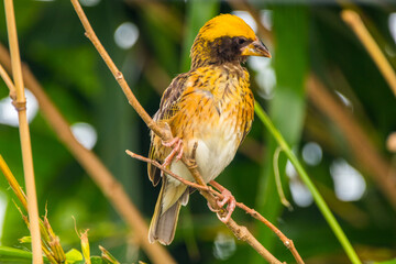 The streaked weaver (Ploceus manyar) is a species of weaver bird found in South Asia and South-east Asia