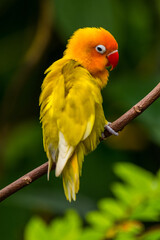 Fischer's lovebird (Agapornis fischeri) is a small parrot species of the genus Agapornis.