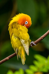 Fischer's lovebird (Agapornis fischeri) is a small parrot species of the genus Agapornis.