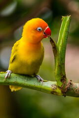 Fischer's lovebird (Agapornis fischeri) is a small parrot species of the genus Agapornis.