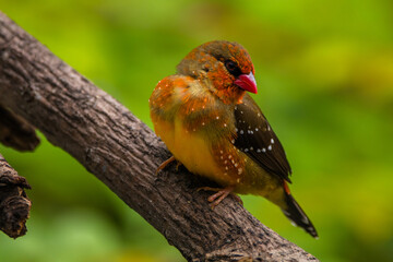 The red avadavat (Amandava amandava), red munia or strawberry finch, is a sparrow-sized bird of the family Estrildidae