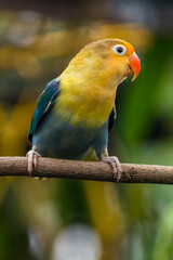 Fischer's lovebird (Agapornis fischeri) is a small parrot species of the genus Agapornis.