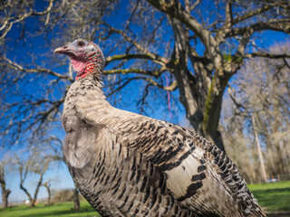 Hen Turkey Outside in Early Spring