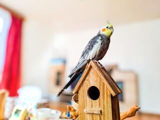Cockatiel parrot sitting resting on wooden bird house. Czech