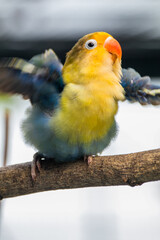 Fischer's lovebird (Agapornis fischeri) is a small parrot species of the genus Agapornis.
