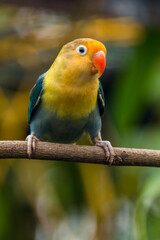 Fischer's lovebird (Agapornis fischeri) is a small parrot species of the genus Agapornis.
