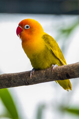 Fischer's lovebird (Agapornis fischeri) is a small parrot species of the genus Agapornis.